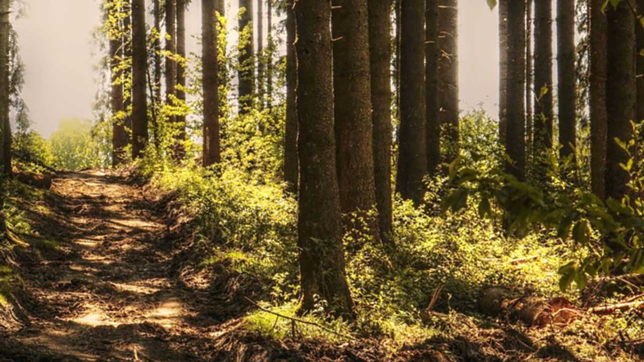 Tread Mindfully: A Cautionary Tale