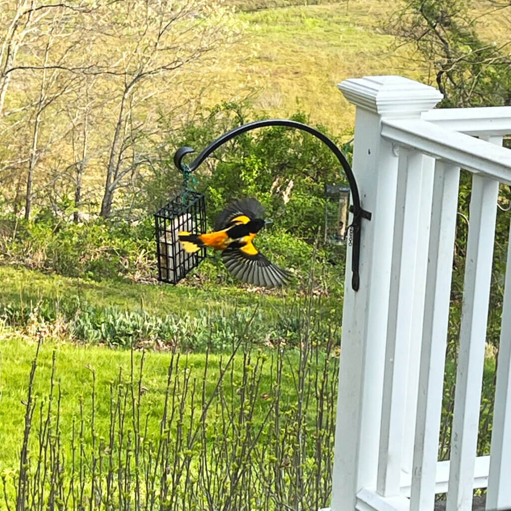 male Baltimore Oriole Bird