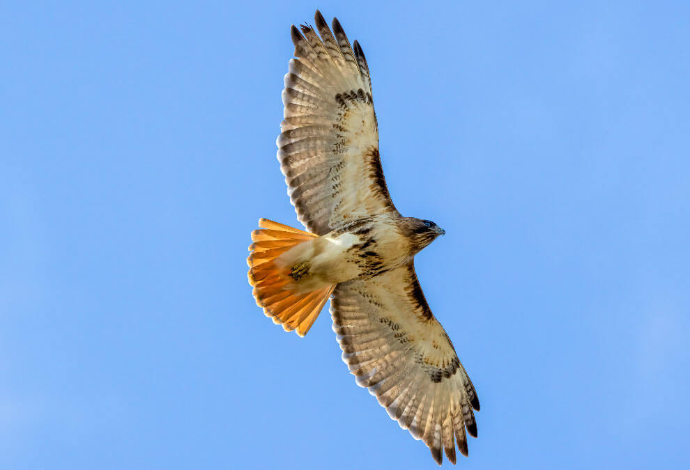 Want to Feel Calmer and Happier?